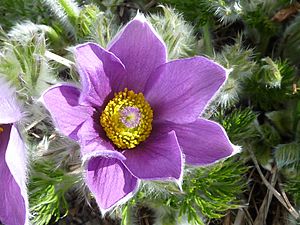 Pulsatilla vulgaris 'Pasque flower' (Ranunculaceae) flower.jpg