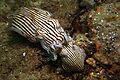 Pyjama squid