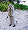 Raccoon Cudjoe Key Florida