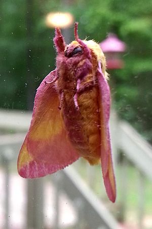 Rosy maple moth durhamnc 20130816 1