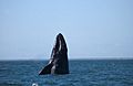 Sakhalin-gray-whale-small