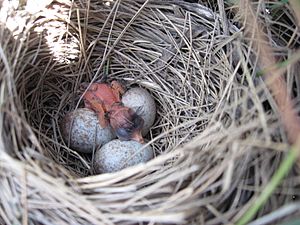 Saltmarsh sparrow nest with freshly hatched chick and eggs (50141128018)