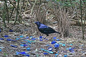 Satin Bowerbird at his bower JCB