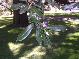 Shingle-oak-leaves-acorns