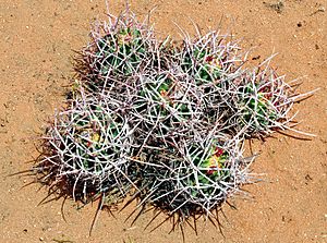 Six Baby Barrel Cactus Clump