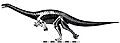 Skeletal reconstruction of Seitaad ruessi