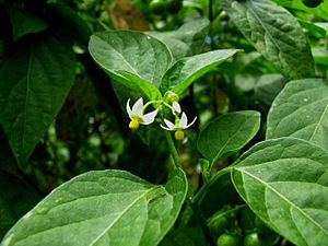 Solanum americanum (4899345876).jpg