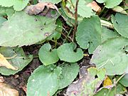 Symphyotrichum cordifolium BW-8258