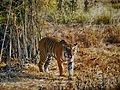 Tara in Tadoba Tiger Reserve AJTJ P1090339