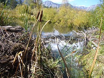 Taylor Creek with beaver dam partially removed 2012-09-28.jpg