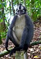 Thomas's langur Presbytis thomasi