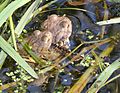 Toads in amplexus with strings of toadspawn