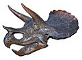 Triceratops-skull-Zachi-Evenor-002