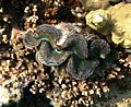 Tridacna maxima à la Réunion