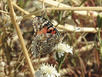 Vanessa cardui - 2020