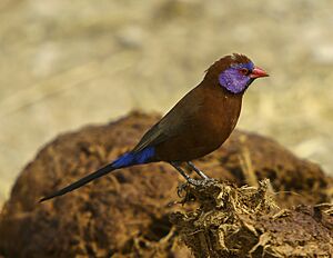 Violet-eared Waxbill - Etosha - Namibia 0011 (22973753612)