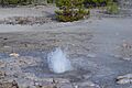 Vixen Geyser at Norris Geyser Basin in Yellowstone
