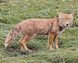 Vulpes ferrilata.jpg