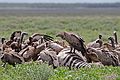 White-backed vultures (Gyps africanus) on zebra carcass