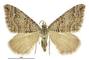 Xanthorhoe orophyla female.jpg