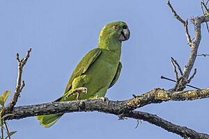 Yellow-naped parrot (Amazona auropalliata) Los Tarrales.jpg