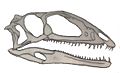 Zupaysaurus skull