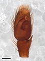 Zygoballus sexpunctatus pedipalp with scale