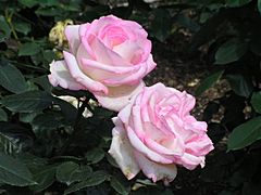 北播磨余暇村公園のバラ「プリンセス・ドモナコ」P6022992プリンセス・ドモナコ