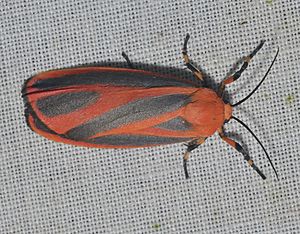 - 8089 – Hypoprepia miniata – Scarlet-winged Lichen Moth (19892329865).jpg