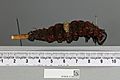 013602462 Ornithoptera alexandrae lateral larva