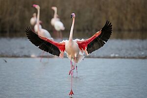 019 Greater flamingo landing in the Camargue Photo by Giles Laurent