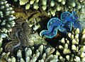2 Tridacna gigas