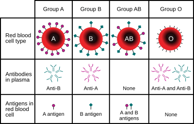 ABO blood type.svg