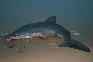 A Basking Shark beaten by the northerly winds - geograph.org.uk - 1553808