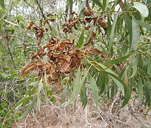 Acacia leptocarpa foliage and pods