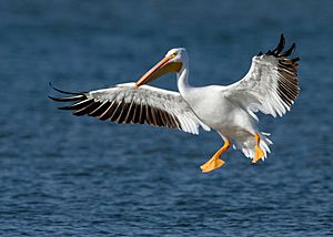 American White Pelican.jpg