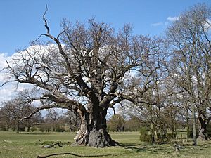 Ancient oak tree, Windsor Great Park - geograph.org.uk - 934772.jpg