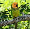 Aratinga pertinax -Bonaire-8