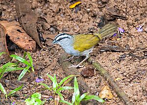 Arremonops conirostris -near Rancho Naturalista, Cordillera de Talamanca, Costa Rica-8.jpg