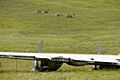 Atka Island reindeer and World War II aircraft