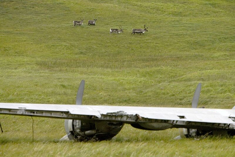 Atka Island reindeer and World War II aircraft