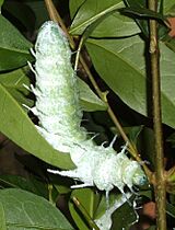 Attacus-atlas-caterpillar.jpg