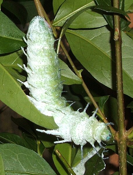 Attacus-atlas-caterpillar