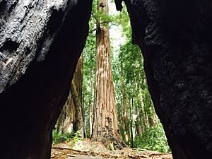 Big Basin Redwoods State Park three days before the fire