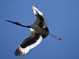 Black-necked Stork Corbett India Dec19 D72 12989