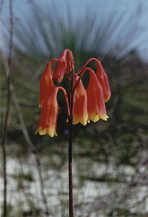 Blandfordia grandiflora - Flickr 003.jpg