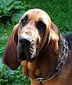 Bloodhound 423