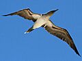 Blue-footed Booby Galapagos RWD2
