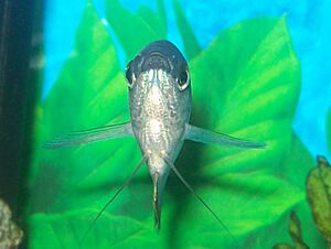 Blue Gourami Close Up