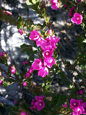 Boronia serrulata Ku-Ring-Gai Chase National Park.jpg